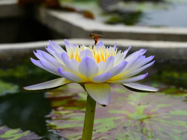 カラフルな蓮の花 — ストック写真