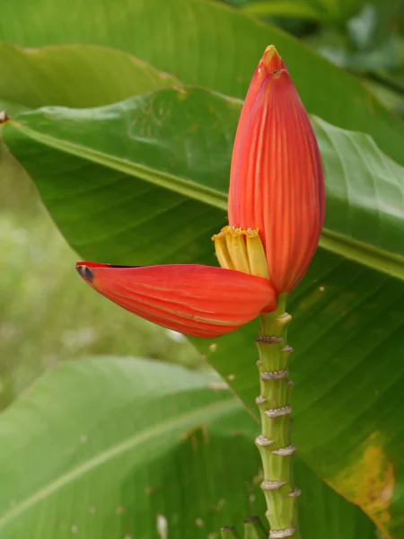 Flor de banana — Fotografia de Stock