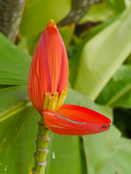 Flor de plátano — Foto de Stock