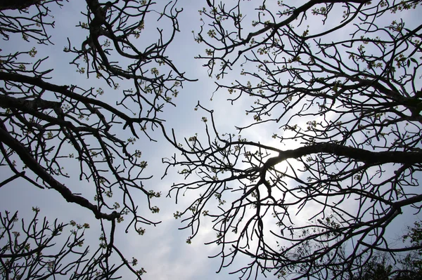 Gałęzie drzewa sylwetki z nieba — Zdjęcie stockowe