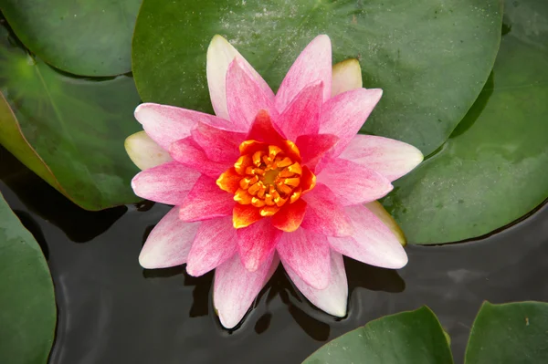 Water lily in Lotus Museum, Thailand. — Stock Photo, Image