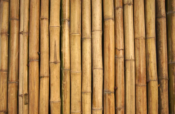 Bamboo wall — Stockfoto