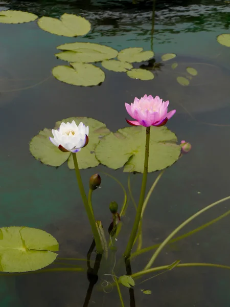 Ninfee nel Lotus Museum, Thailandia . — Foto Stock