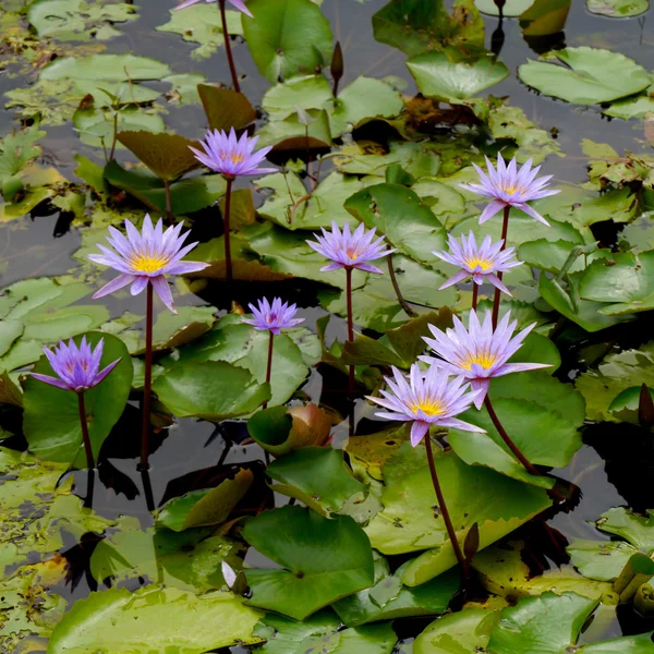 Water lily in Lotus Museum, Thailand. — Stock Photo, Image