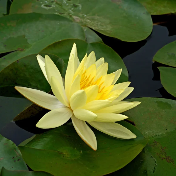 Water lily in Lotus Museum, Thailand. — Stockfoto