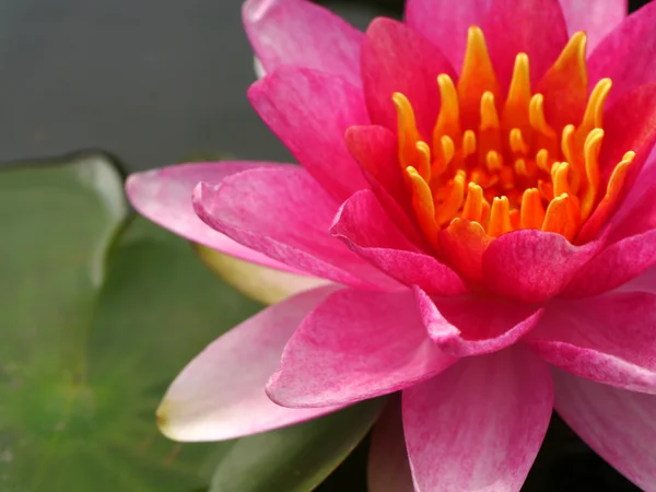 Water lily in Lotus Museum, Thailand. — Stock Photo, Image
