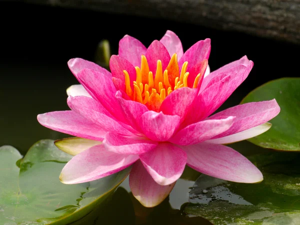 Water lily in Lotus Museum, Thailand. — Stock Photo, Image