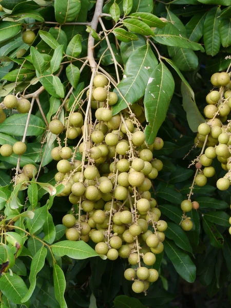 Fruit op de boom (longans). — Stockfoto