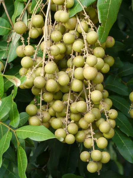 Fruit op de boom (longans). — Stockfoto