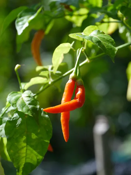Red chili on tree. — Stock Photo, Image