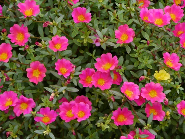 Portulaca flowers — Stock Image Portulaca flowers Royalty Free Stock Images