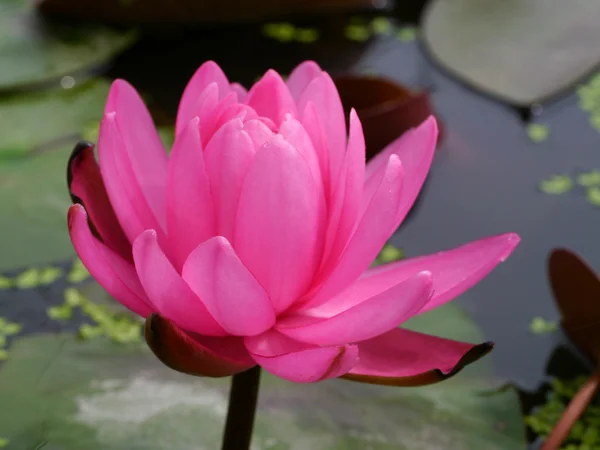 Colorful lotus flowers Stock Picture