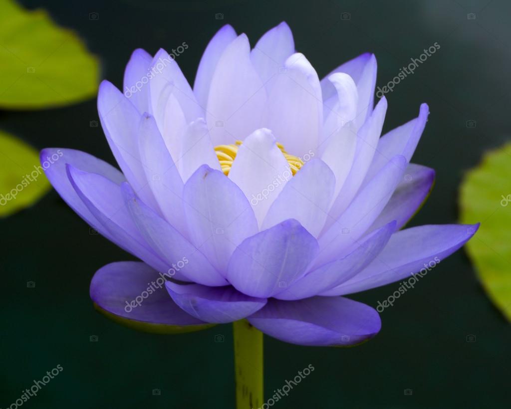 Blue Lotus Flowers Near Me The Benefits Of Blue Lotus