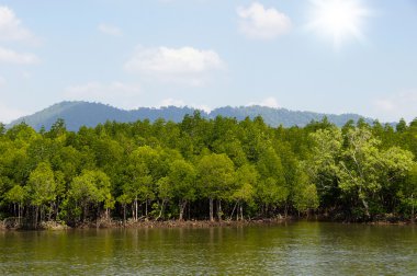 mangrov orman topikal rainforest Tayland
