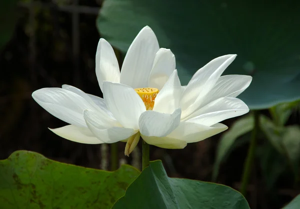 White Lotus — Stock Photo, Image