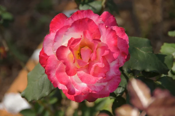 Roze roos — Stockfoto