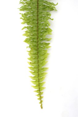 beyaz zemin üzerine yeşil eğreltiotu