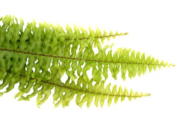 beyaz zemin üzerine yeşil eğreltiotu