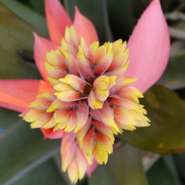 bromeliads çiçekler