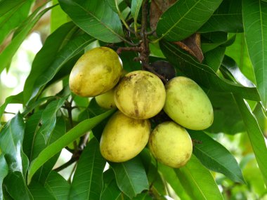 küçük mango meyve ağacı üzerinde.