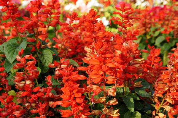 Frühling rote Blumen — Stockfoto