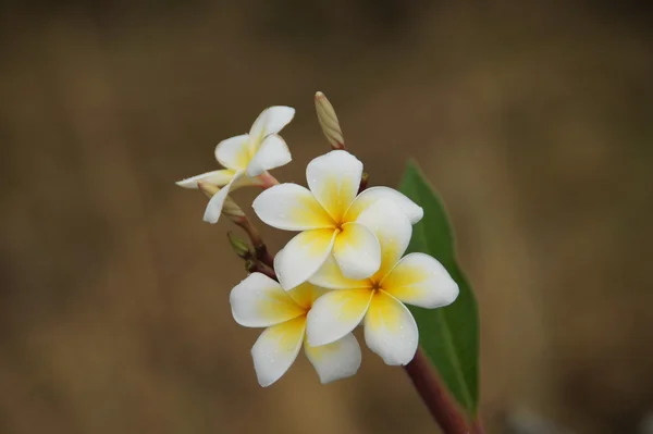 Beyaz frangipani çiçekler — Stok fotoğraf