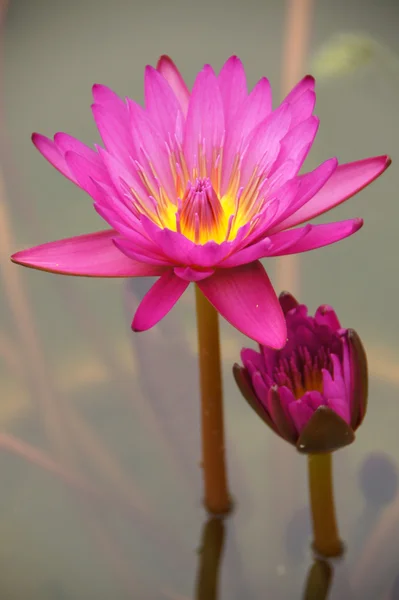 粉红色的睡莲、 荷花 — 图库照片