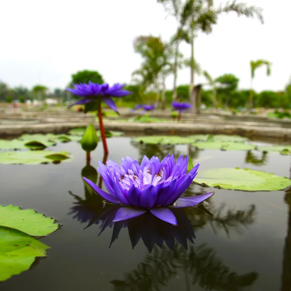 Blue water lily, lotus — Stock Photo, Image