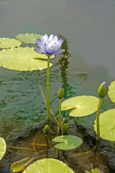 Синяя водяная лилия, лотос — стоковое фото