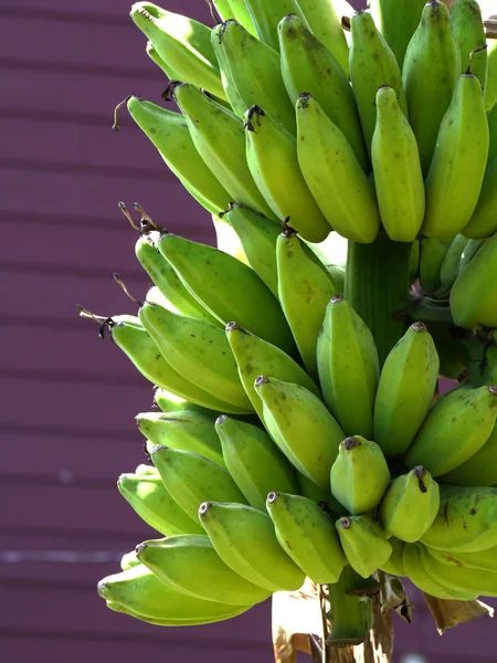 Ein Bündel Bananen auf einem Baum — Stockfoto