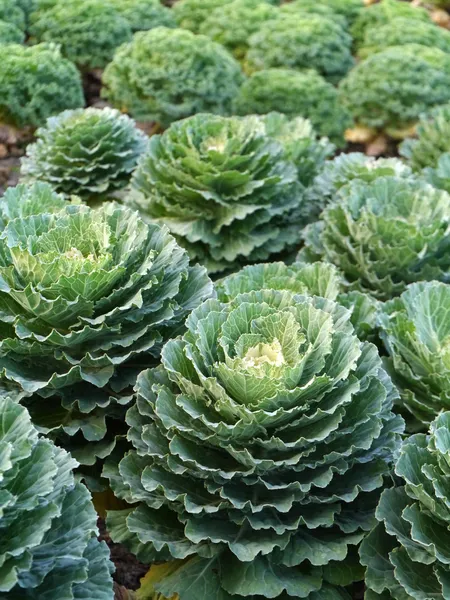 Kohl im Garten — Stockfoto