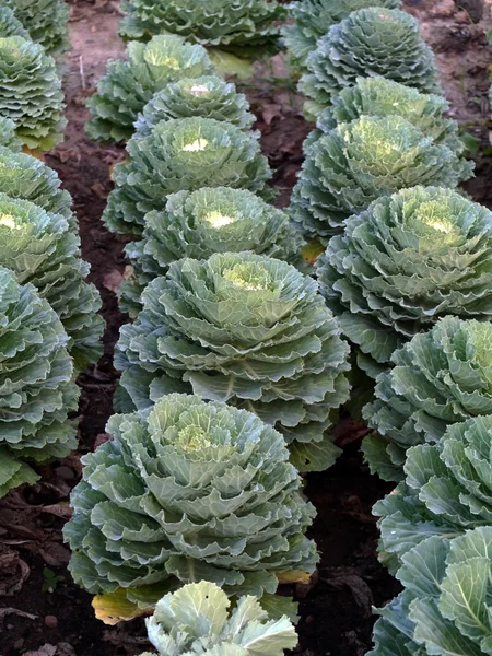 Kohl im Garten — Stockfoto