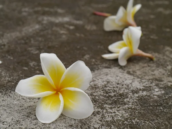 White Frangipani flowers — Stock Photo, Image