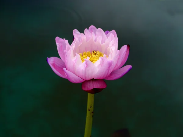 Roze water lily, lotus — Stockfoto