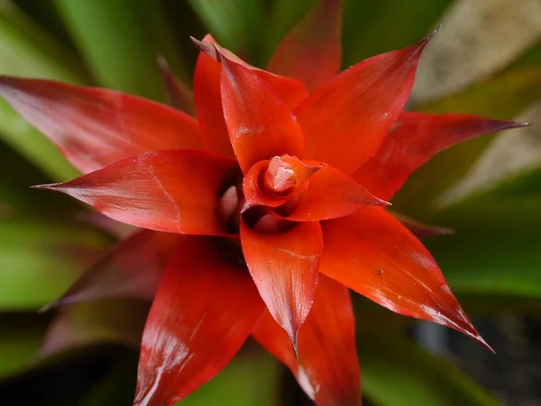 Top view of Bromeliad red flowers — Stock Photo, Image