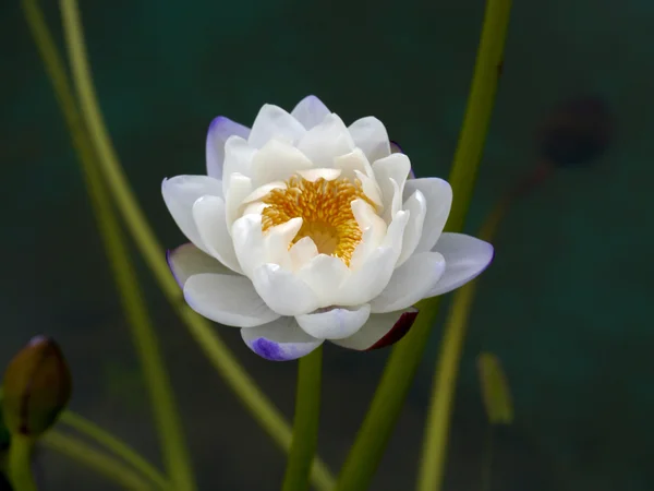 Water lily, lotus — Stock Photo, Image