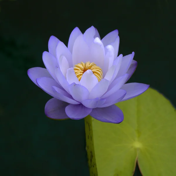 Lírio de água azul, lótus — Fotografia de Stock