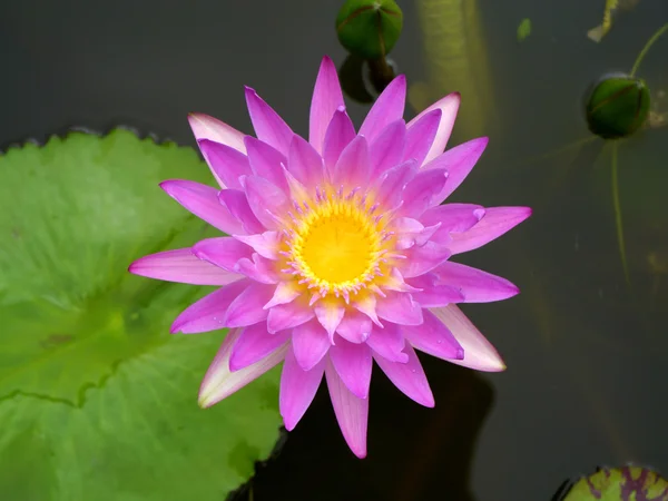 Roze water lily, lotus — Stockfoto