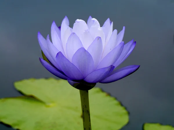 Blauwe waterlelie, lotus — Stockfoto