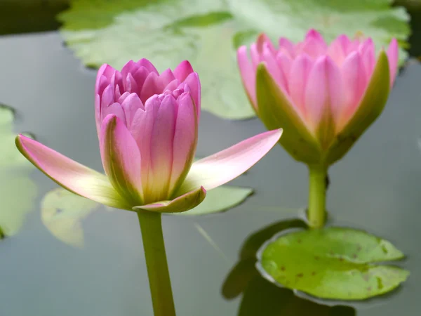 Roze water lily, lotus — Stockfoto