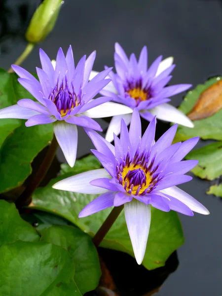 蓝色的水百合、 莲花 — 图库照片