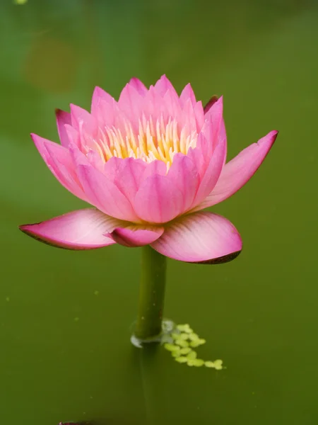 粉红色的睡莲、 荷花 — 图库照片