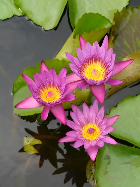 Pink water lily, lotus — Stock Photo, Image