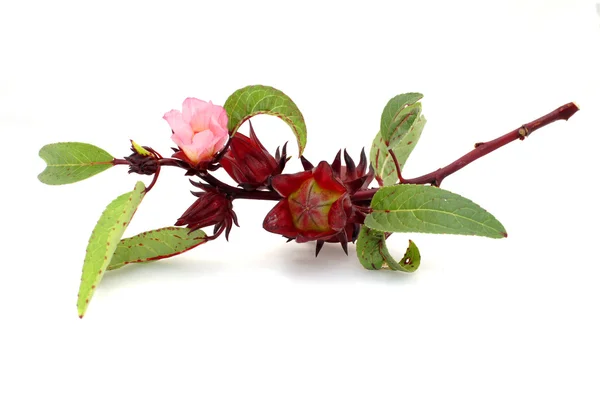 Hibiscus sabdariffa oder roselle Früchte — Stockfoto