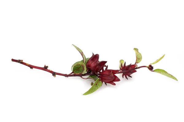 Hibiscus sabdariffa oder roselle Früchte — Stockfoto