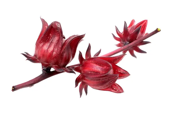 Hibiscus sabdariffa o frutos rosados — Foto de Stock