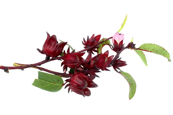 Hibiscus sabdariffa o roselle — Foto Stock