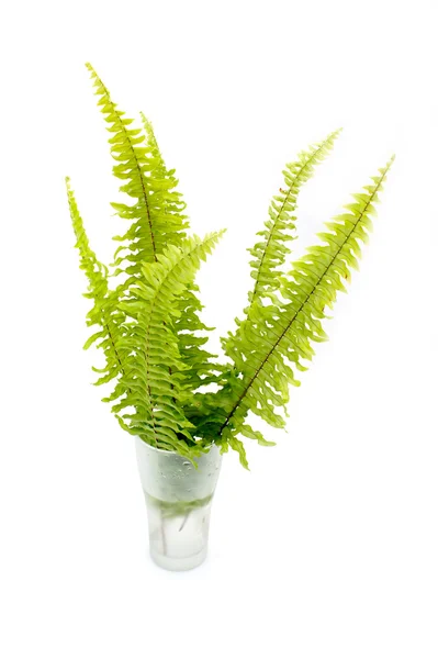 Green fern on white background — Stock Photo, Image