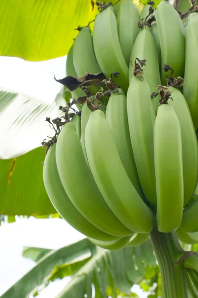 Zielony banan, wiszące na gałęzi drzewa bananowe — Zdjęcie stockowe