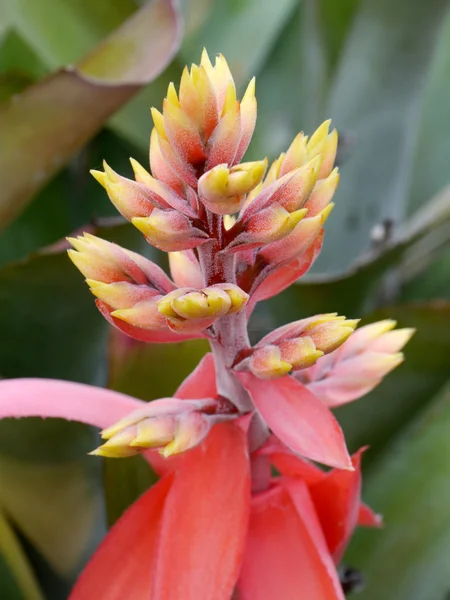 Bromeliads flowers — Stock Photo, Image